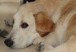 食品原料小百科：小狗會不會得關(guān)節(jié)炎？