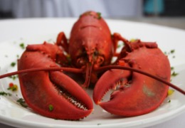 化妝品原料小百科：蝦青素的來源你知道嗎？