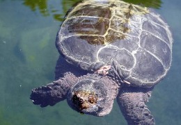 肌醇——魚、蝦飼料的能量補(bǔ)給站！