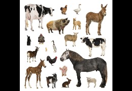 一 水 肌 酸 在 畜 禽 生 產 中 的 應 用（下）