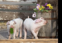 β －羥基- β －甲基丁酸在家畜生產中的應用（下）