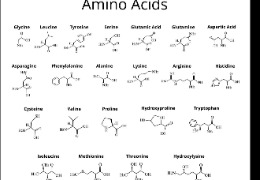 D-異亮氨酸：體育營(yíng)養(yǎng)品和蛋白質(zhì)補(bǔ)充劑中的氨基酸