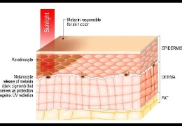 哪種膚色最容易曬黑？(上)