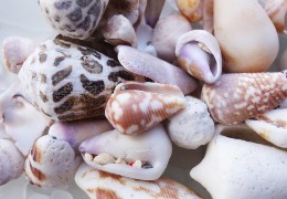 芋螺肽：2023年備案的化妝品新原料，不得宣稱為抗皺神器