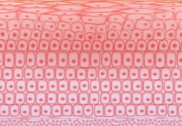 如何保護皮膚，才能使皮膚看起來健康？